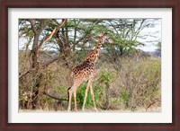 Framed Giraffe, Maasai Mara National Reserve, Kenya