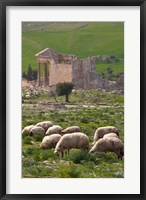 Framed Grazing sheep by the Capitole, UNESCO site, Dougga, Tunisia