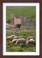 Framed Grazing sheep by the Capitole, UNESCO site, Dougga, Tunisia