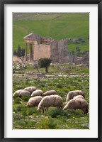 Framed Grazing sheep by the Capitole, UNESCO site, Dougga, Tunisia