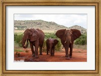 Framed Elephants and baby, Tsavo East NP, Kenya.