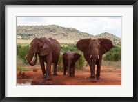 Framed Elephants and baby, Tsavo East NP, Kenya.