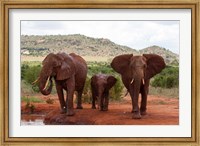 Framed Elephants and baby, Tsavo East NP, Kenya.