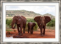 Framed Elephants and baby, Tsavo East NP, Kenya.