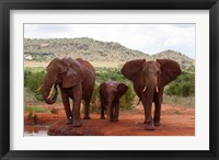 Framed Elephants and baby, Tsavo East NP, Kenya.