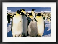 Framed Emperor Penguins, Atka Bay, Weddell Sea, Antarctic Peninsula, Antarctica