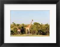 Framed Giraffe, Giraffa camelopardalis, Maasai Mara, Kenya.