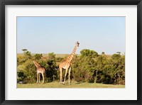 Framed Giraffe, Giraffa camelopardalis, Maasai Mara, Kenya.