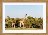 Framed Giraffe, Giraffa camelopardalis, Maasai Mara, Kenya.