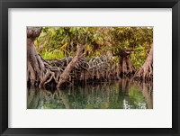 Framed Africa, Liberia, Monrovia. View of mangroves on the Du River.