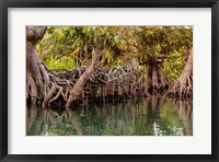 Framed Africa, Liberia, Monrovia. View of mangroves on the Du River.