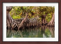 Framed Africa, Liberia, Monrovia. View of mangroves on the Du River.