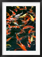 Framed China, Hong Kong, Kowloon, Koi carp in Nan Lian Garden