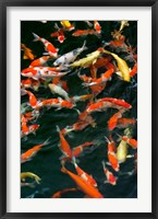 Framed China, Hong Kong, Kowloon, Koi carp in Nan Lian Garden