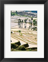 Framed Flooded Ai Cun Rice Terraces, Yuanyang County, Yunnan Province, China