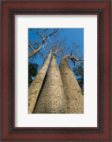 Framed Baobab Trees, Ampijoroa-Ankarafantsika NP, MADAGASCAR