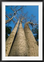 Framed Baobab Trees, Ampijoroa-Ankarafantsika NP, MADAGASCAR