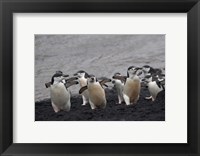 Framed Chinstrap Penguin on the beach, Deception Island, Antarctica