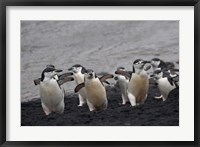 Framed Chinstrap Penguin on the beach, Deception Island, Antarctica