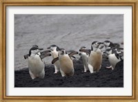 Framed Chinstrap Penguin on the beach, Deception Island, Antarctica