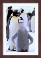 Framed Emperor Penguin with Chick, Atka Bay, Weddell Sea, Antarctic Peninsula, Antarctica