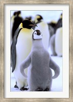 Framed Emperor Penguin with Chick, Atka Bay, Weddell Sea, Antarctic Peninsula, Antarctica