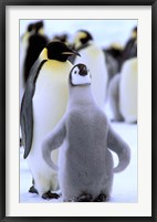 Framed Emperor Penguin with Chick, Atka Bay, Weddell Sea, Antarctic Peninsula, Antarctica