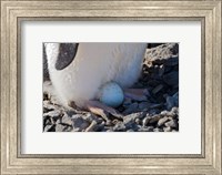 Framed Adelie Penguin nesting egg, Paulet Island, Antarctica