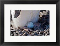 Framed Adelie Penguin nesting egg, Paulet Island, Antarctica