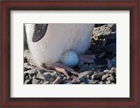 Framed Adelie Penguin nesting egg, Paulet Island, Antarctica