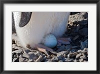 Framed Adelie Penguin nesting egg, Paulet Island, Antarctica