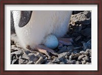 Framed Adelie Penguin nesting egg, Paulet Island, Antarctica