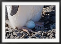 Framed Adelie Penguin nesting egg, Paulet Island, Antarctica