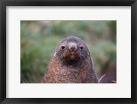 Framed Antarctic Fur Seal, Cooper Baby, South Georgia, Antarctica