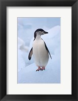 Framed Chinstrap Penguins on ice, South Orkney Islands, Antarctica