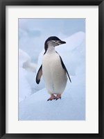 Framed Chinstrap Penguins on ice, South Orkney Islands, Antarctica
