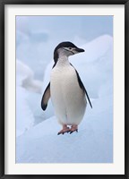 Framed Chinstrap Penguins on ice, South Orkney Islands, Antarctica