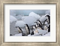 Framed Chinstrap Penguins, South Orkney Islands, Antarctica