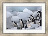 Framed Chinstrap Penguins, South Orkney Islands, Antarctica