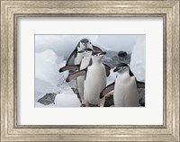 Framed Four Chinstrap Penguins, Antarctica