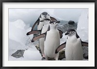 Framed Four Chinstrap Penguins, Antarctica