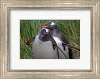 Framed Gentoo Penguin in the grass, Cooper Baby, South Georgia, Antarctica