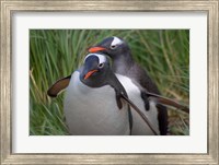 Framed Gentoo Penguin in the grass, Cooper Baby, South Georgia, Antarctica
