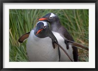 Framed Gentoo Penguin in the grass, Cooper Baby, South Georgia, Antarctica