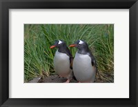 Framed Gentoo Penguin, Cooper Baby, South Georgia, Antarctica