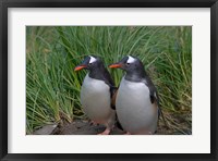 Framed Gentoo Penguin, Cooper Baby, South Georgia, Antarctica