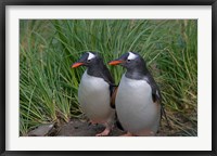 Framed Gentoo Penguin, Cooper Baby, South Georgia, Antarctica