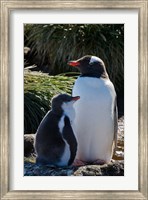 Framed Gentoo Penguin, Prion Island, South Georgia, Antarctica