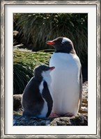 Framed Gentoo Penguin, Prion Island, South Georgia, Antarctica