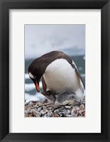 Framed Gentoo Penguins, Neko Harbor, Antarctica